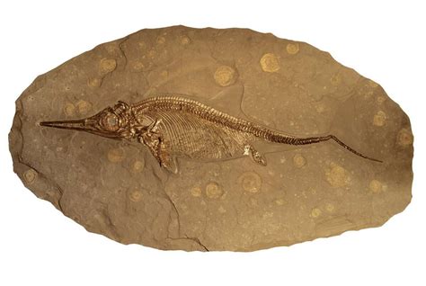 sea dragon fossil found.